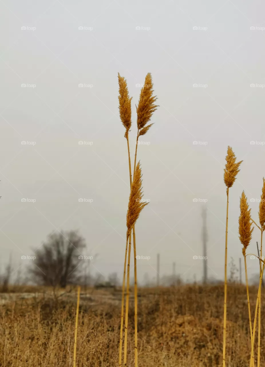 Reeds