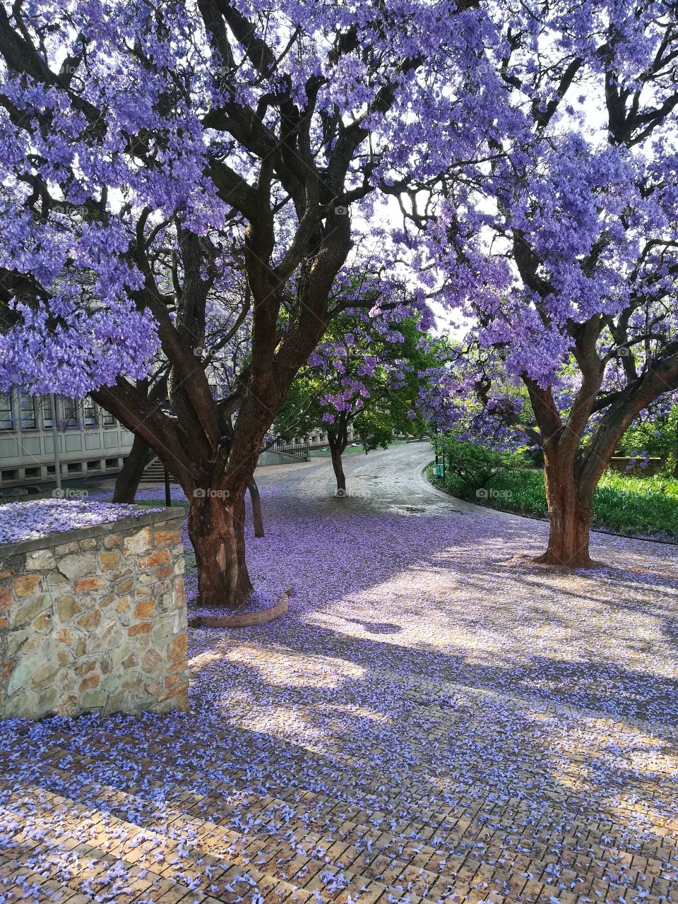 Jakaranda Tree beauty, Gauteng