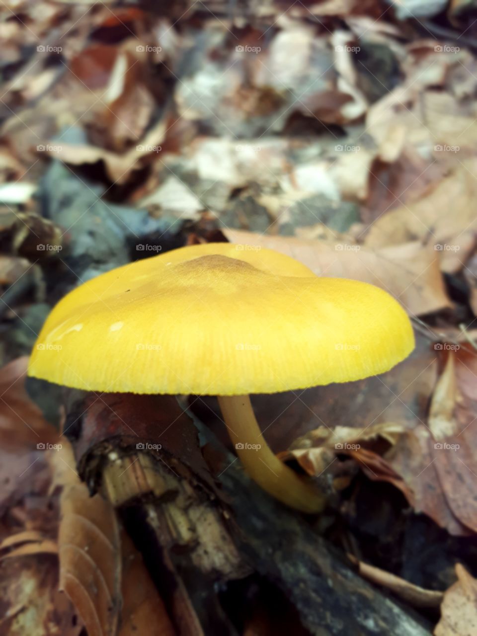 hygrocybe cinereifolia