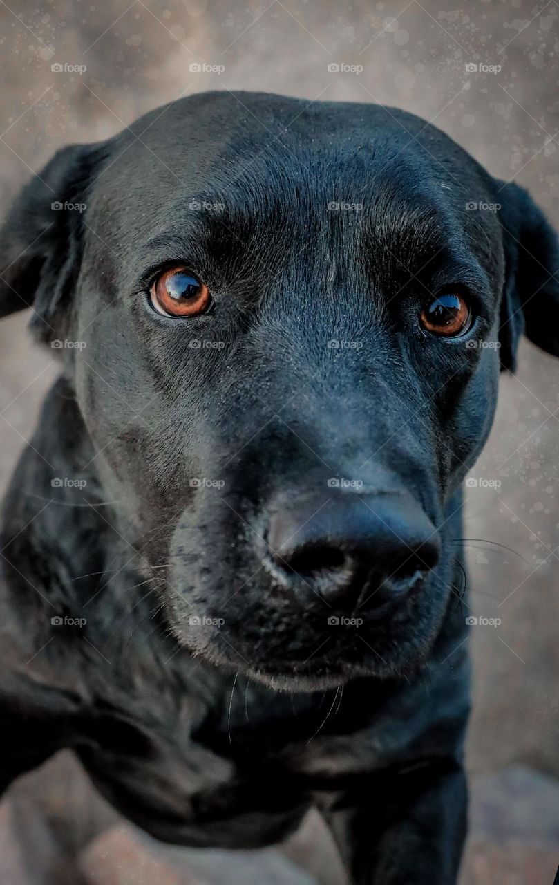 Closeup of chocolate Labrador 