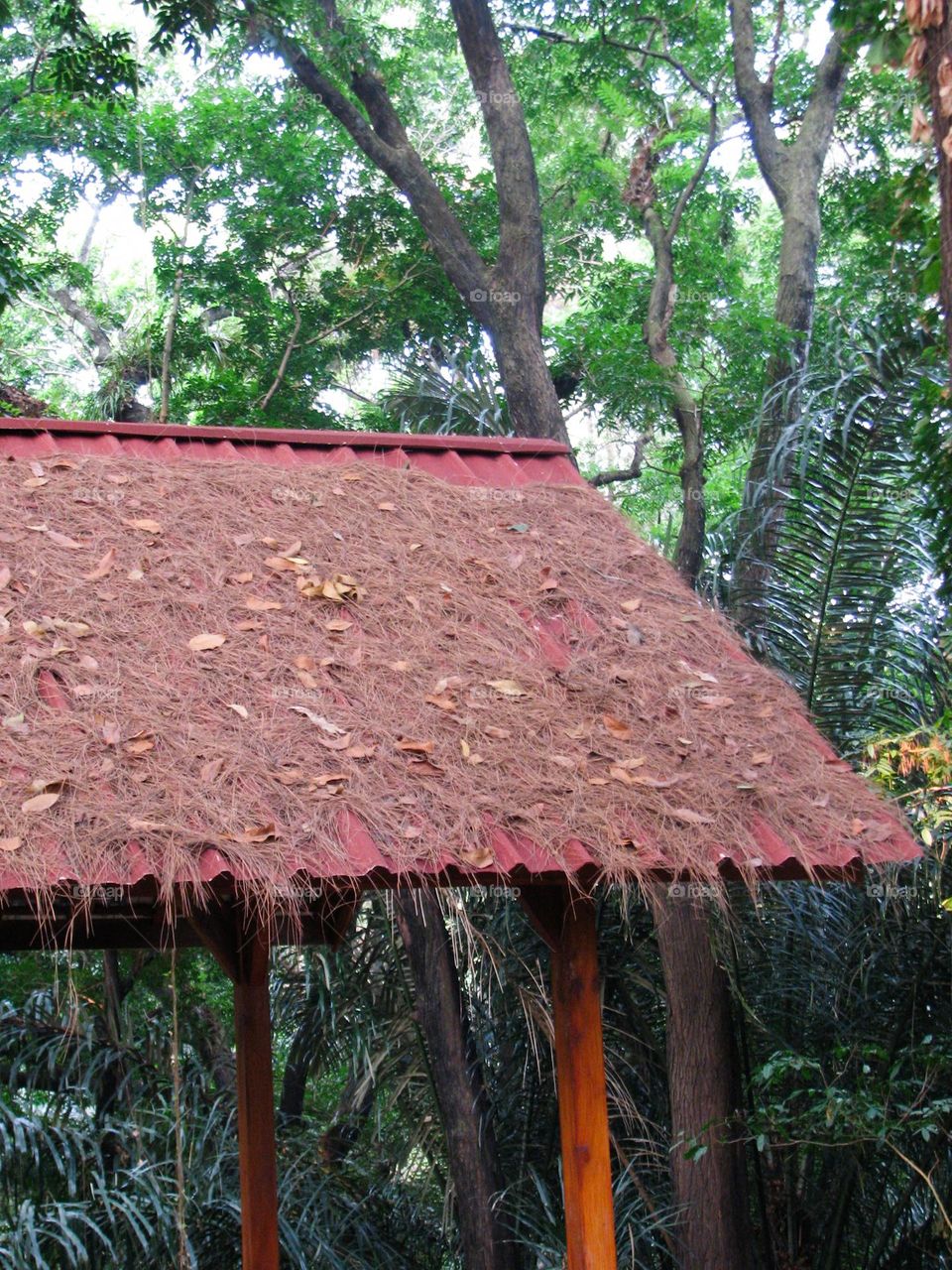 bamboo roof in the jungle