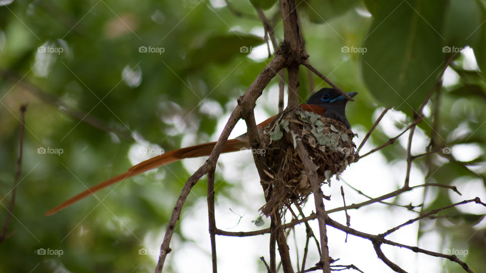 paradise flycatcher on nest