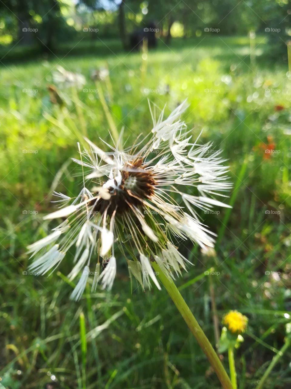 Dandelion