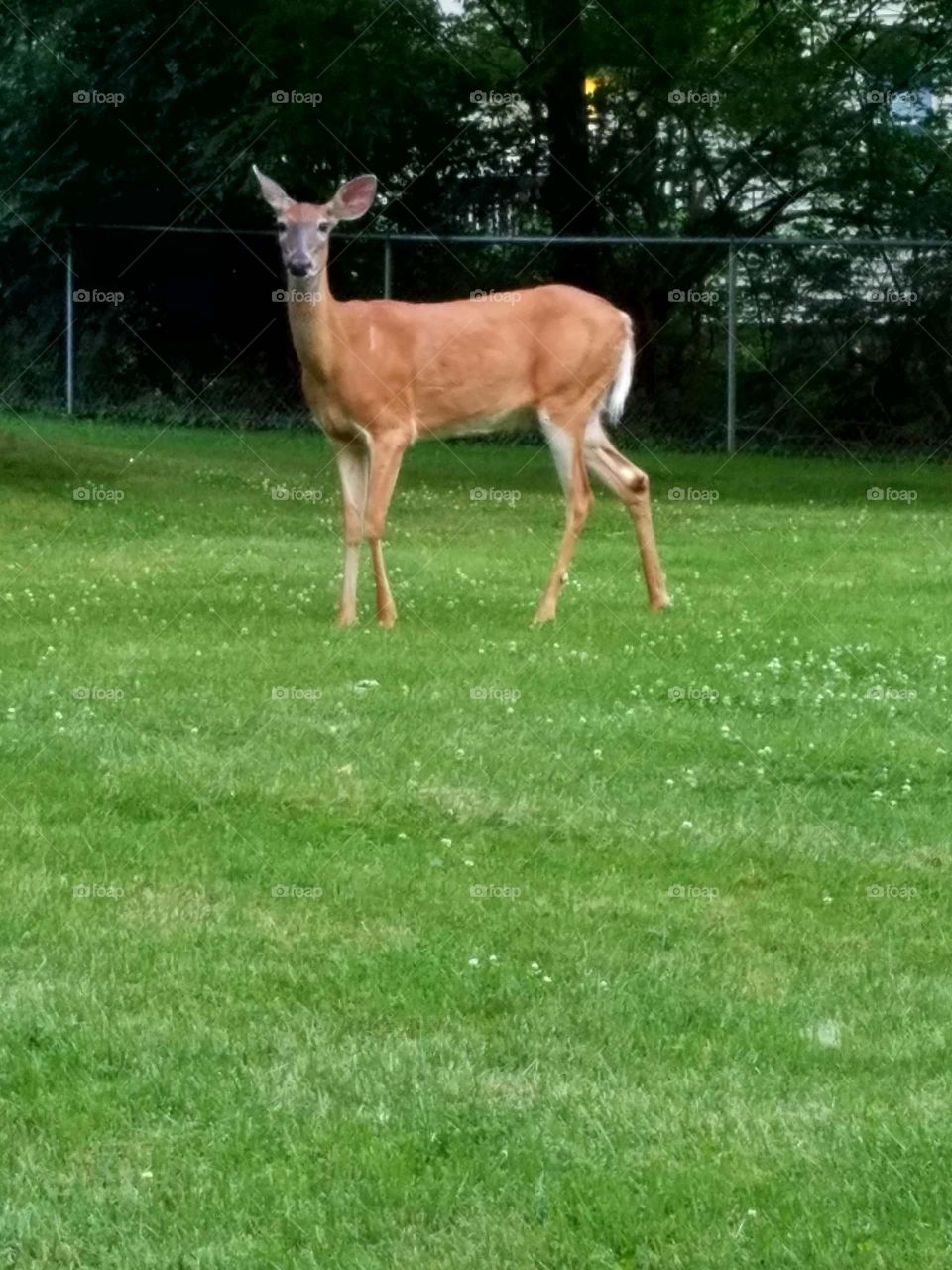 deer posing