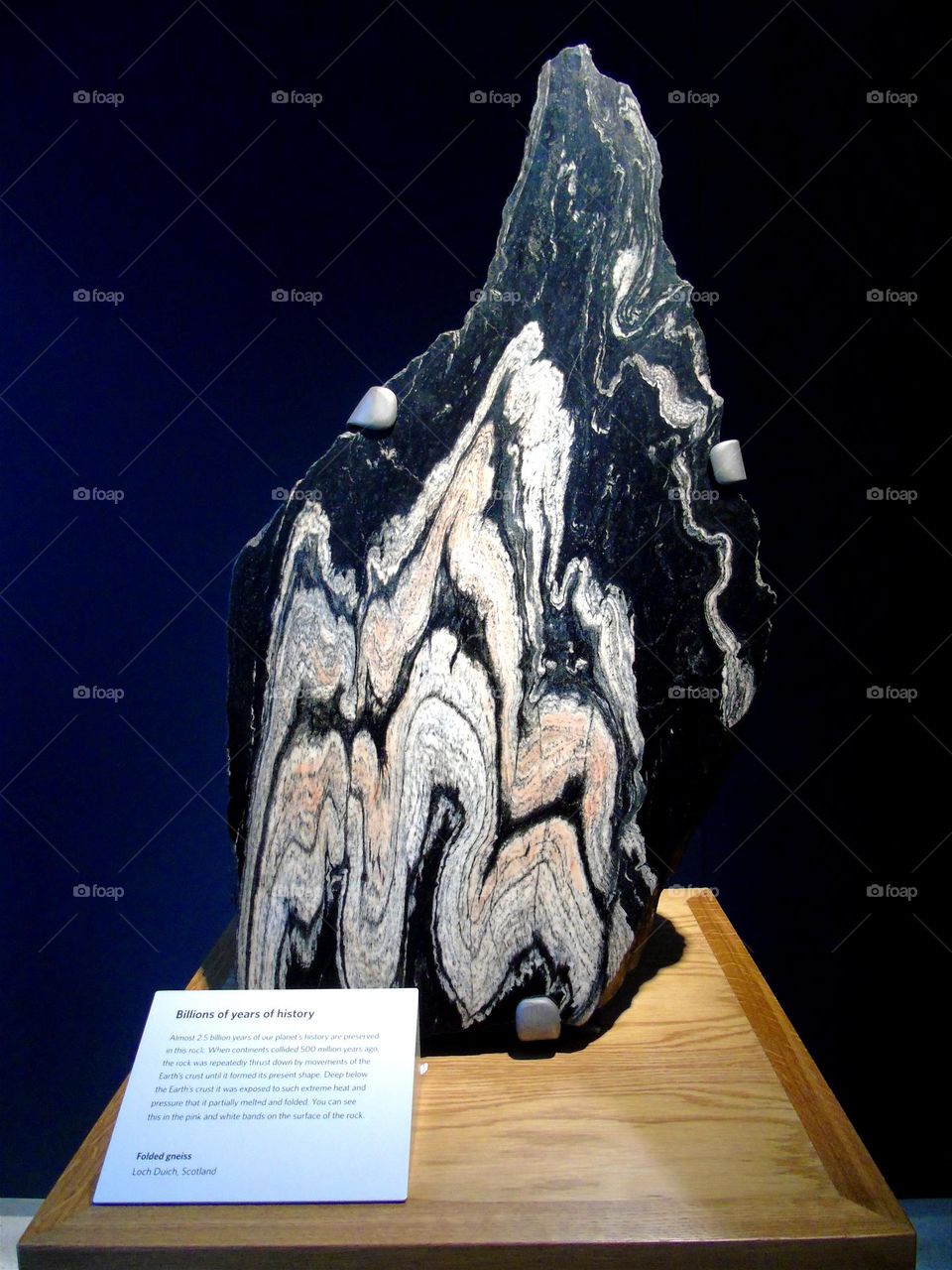 Folded gneiss specimen, Natural History Museum, London