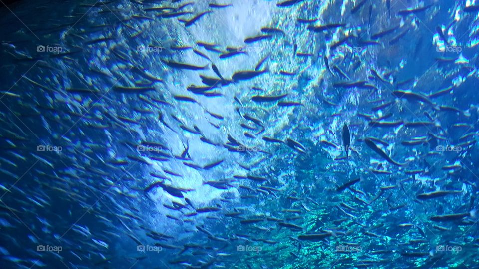 fishes in aquarium at Jeju.