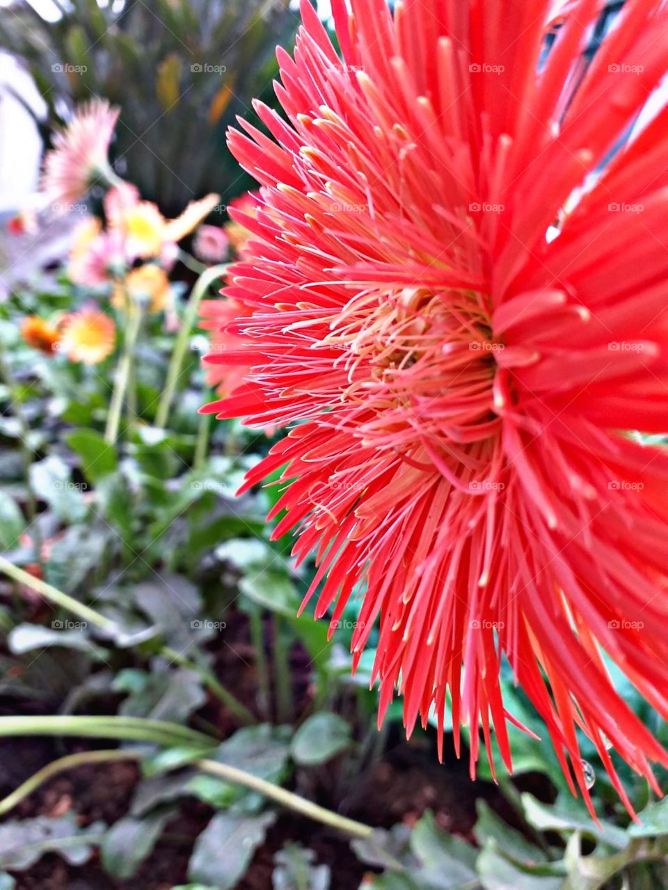 Gerbera vaidosa
