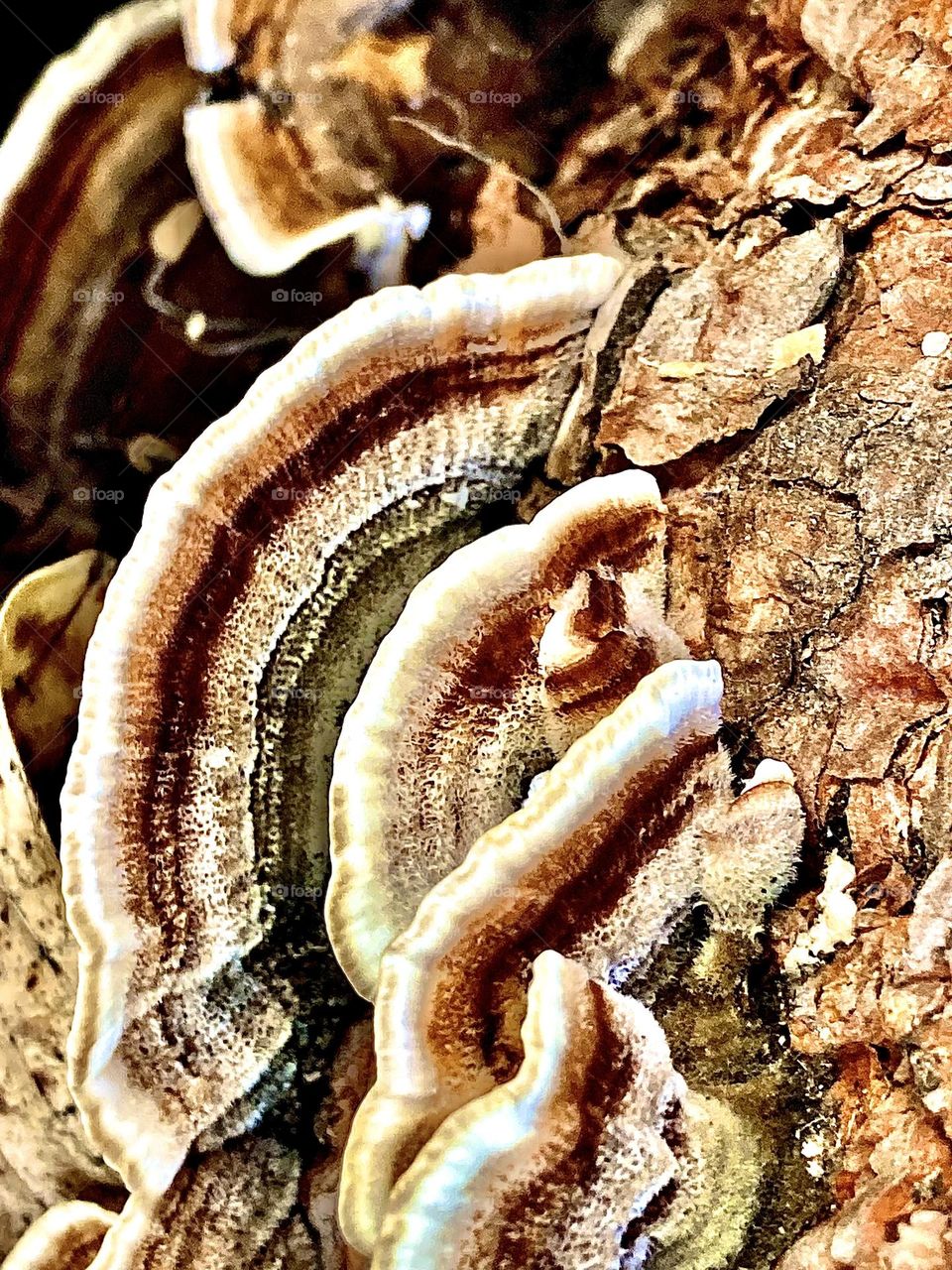 Shelf mushrooms growing on tree bark 