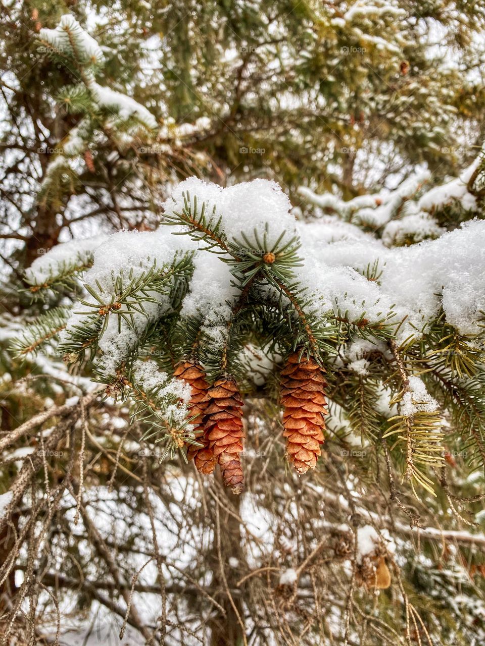 Snow covered tree