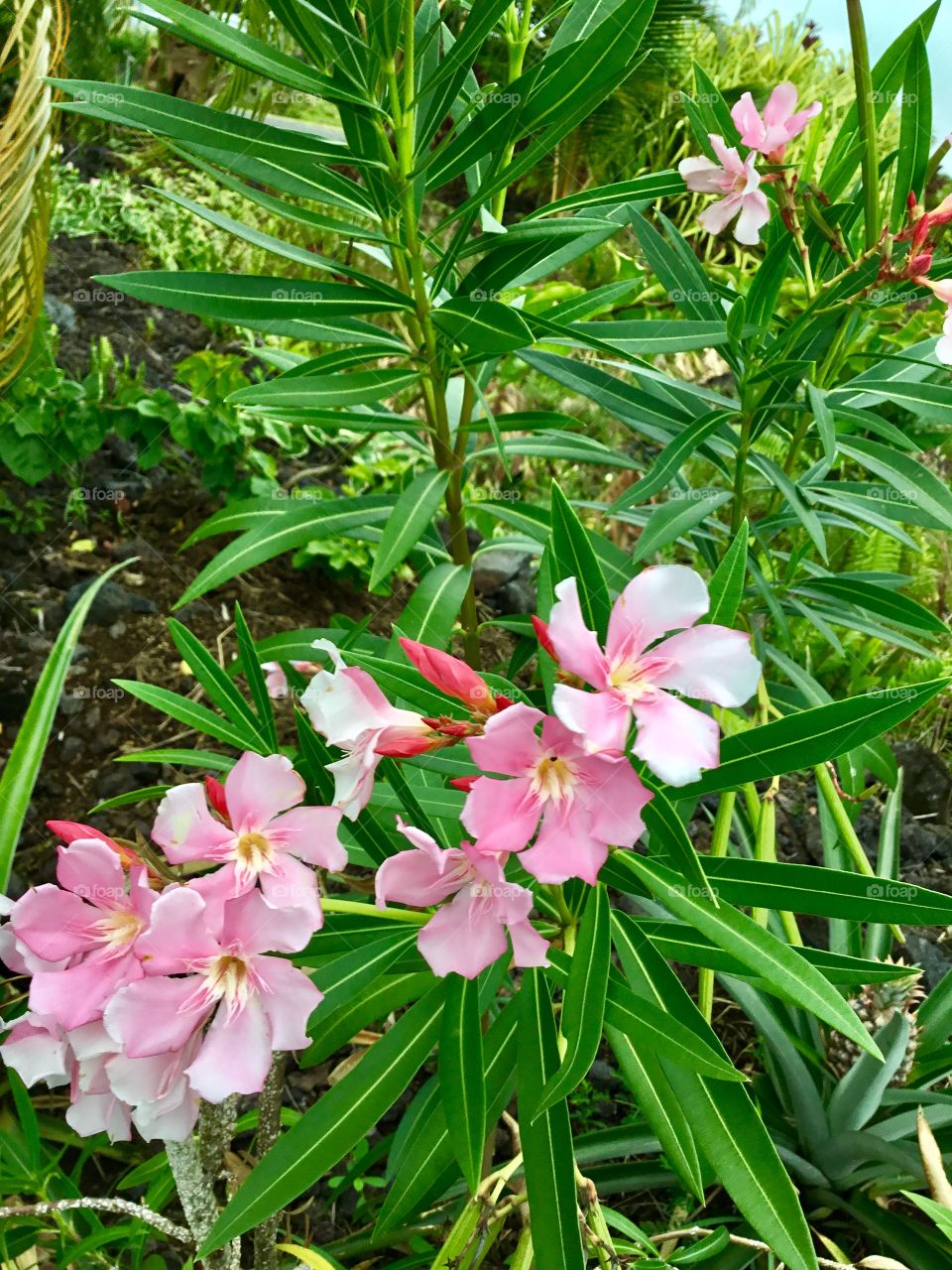 Beautiful pink tropical blooms