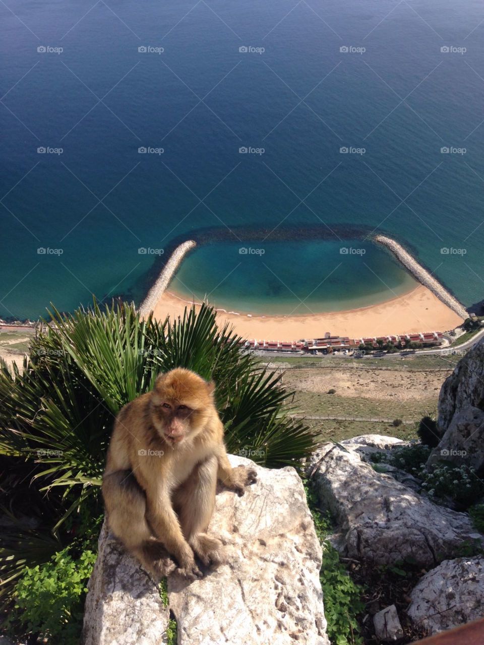 Beach-Macaques- sea-Mediterranean- sand- water- blue-tree