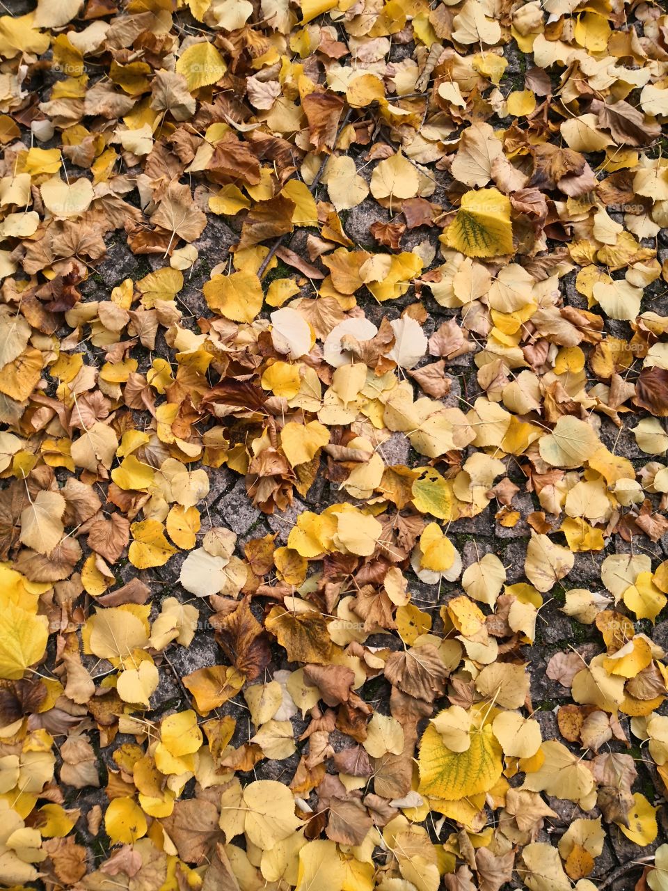 Floor & Leaves, Autumn, Castelo de Vide, Portugal