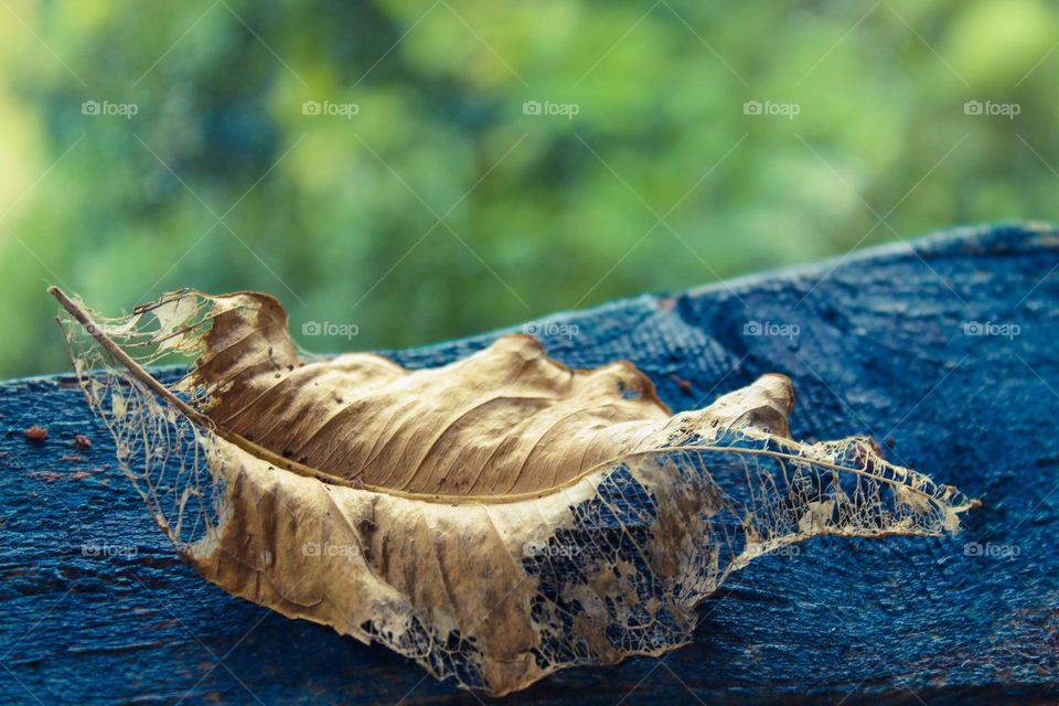 Close up of a fallen yellow-brown autumn leaf on a blue wooden background