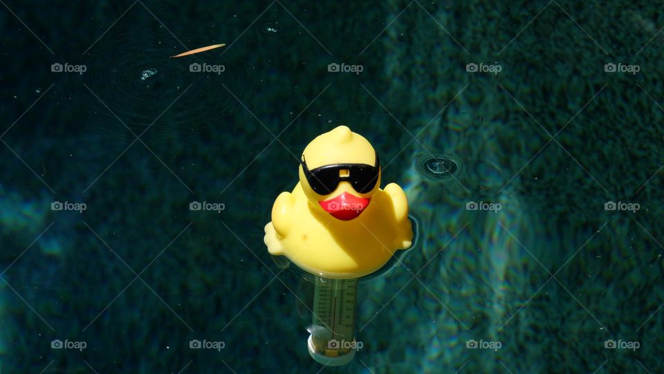 Yellow rubber ducky floating in the pool.