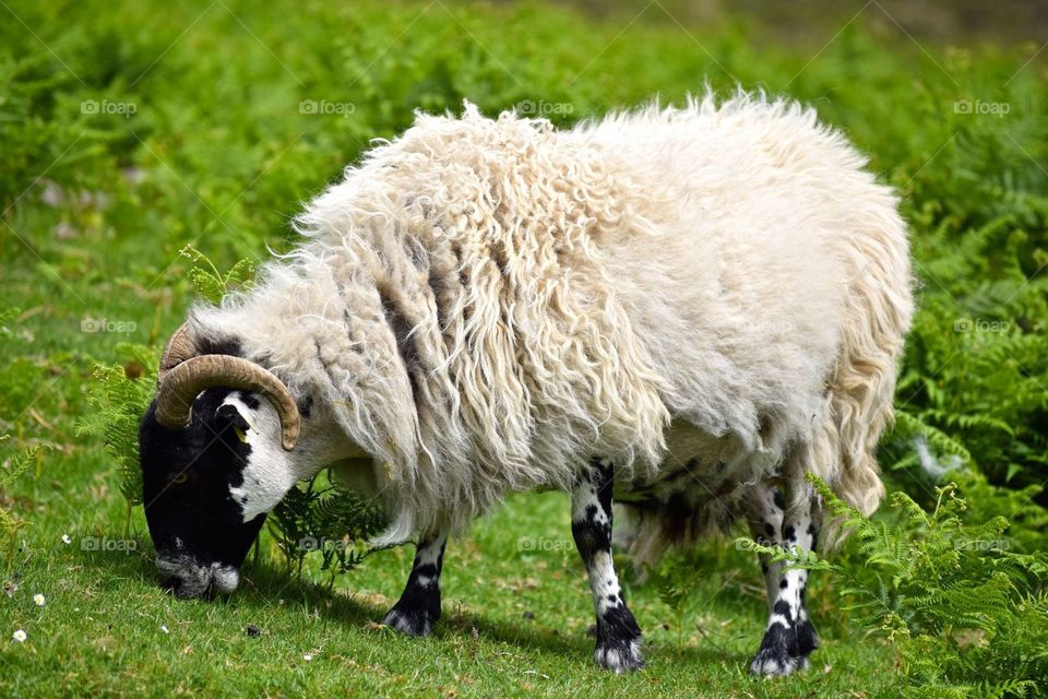 Sheep, Grass, Farm, Mammal, Livestock