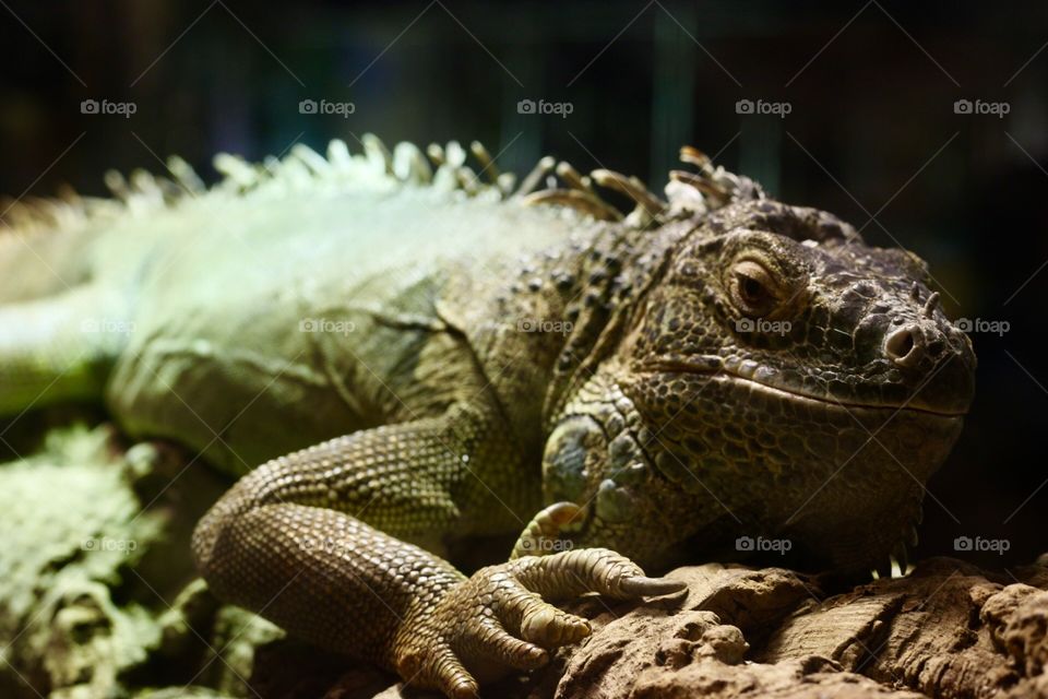 Green Iguana