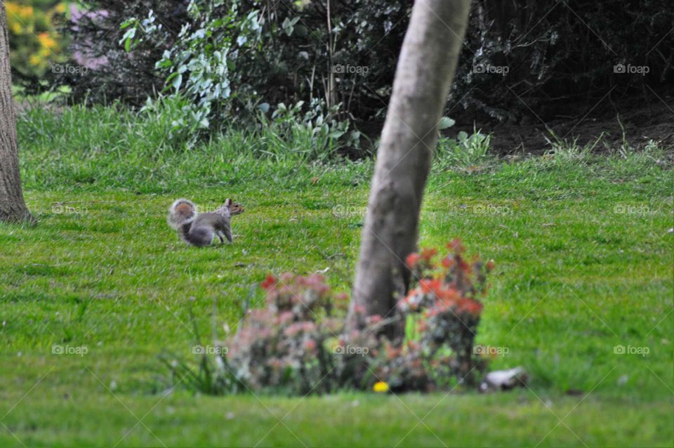 Sneaking gray squirrel in a beautiful park