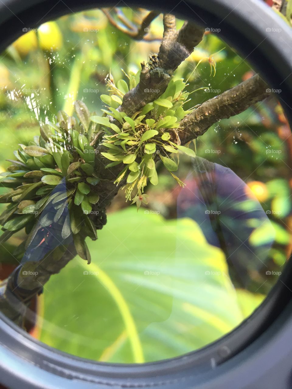 Orchid through a magnifying glass