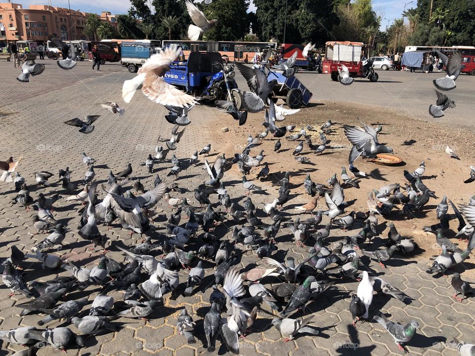 a flock of pigeons flying in the square