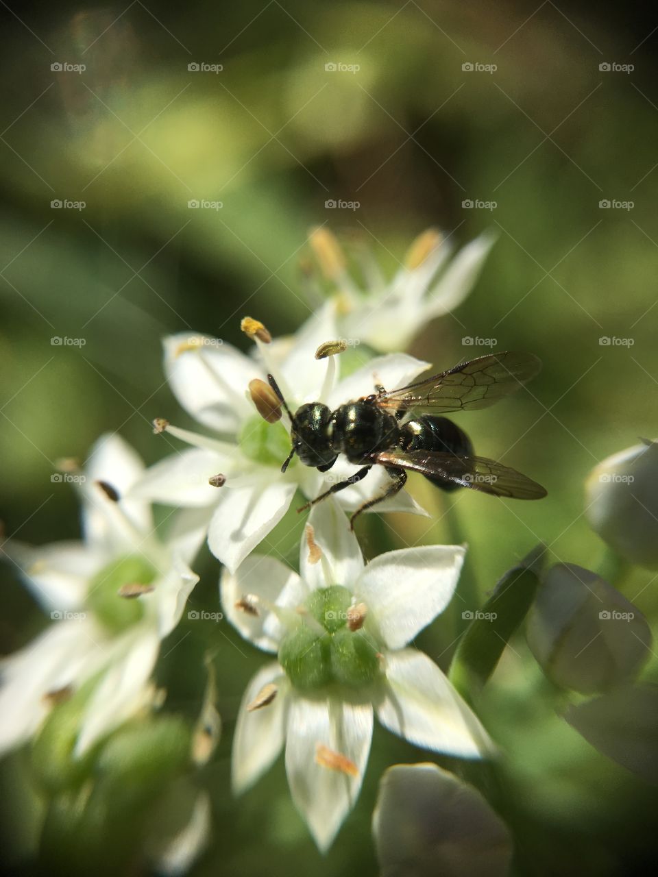 Bee on flower