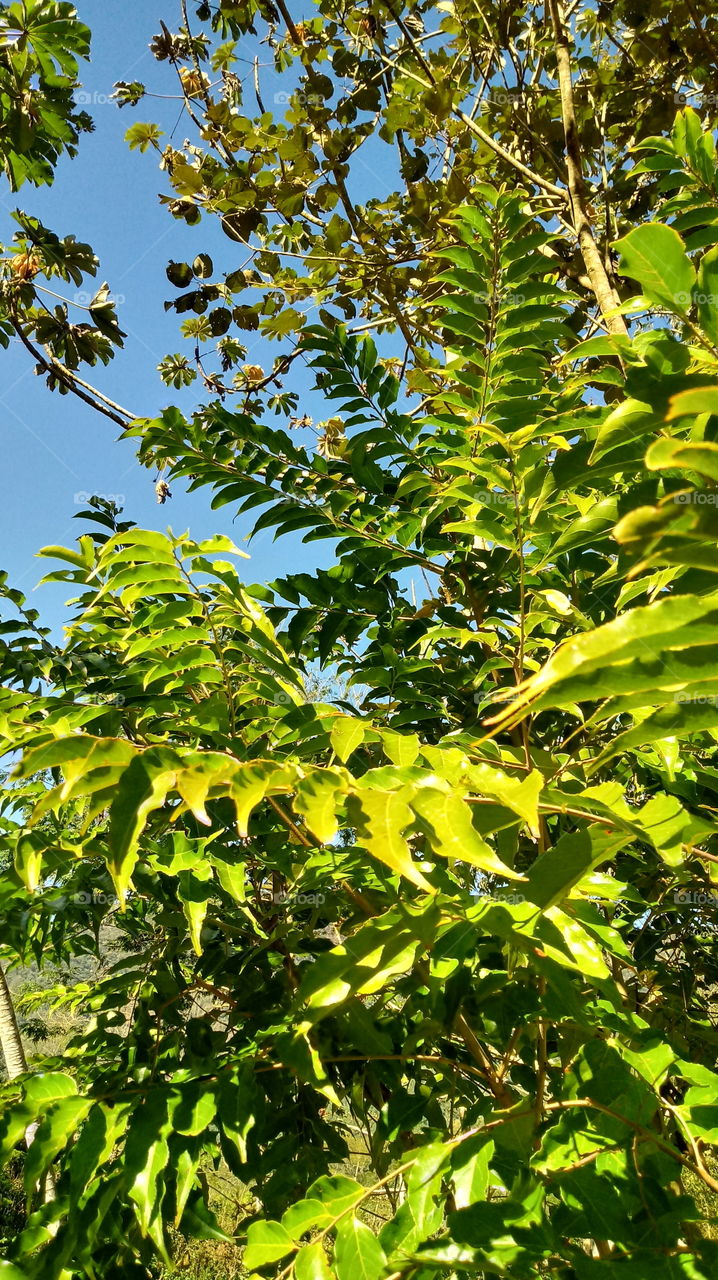 NATURAL NATURE TREE FOREST