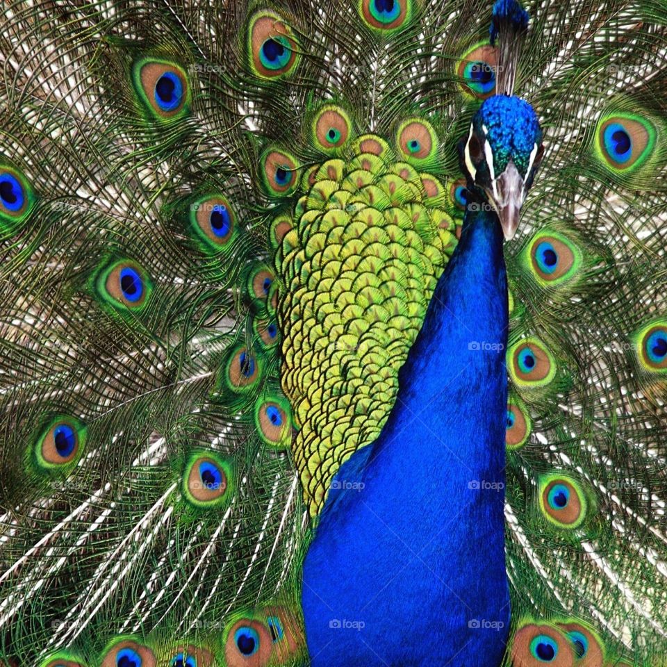 close up of peacock