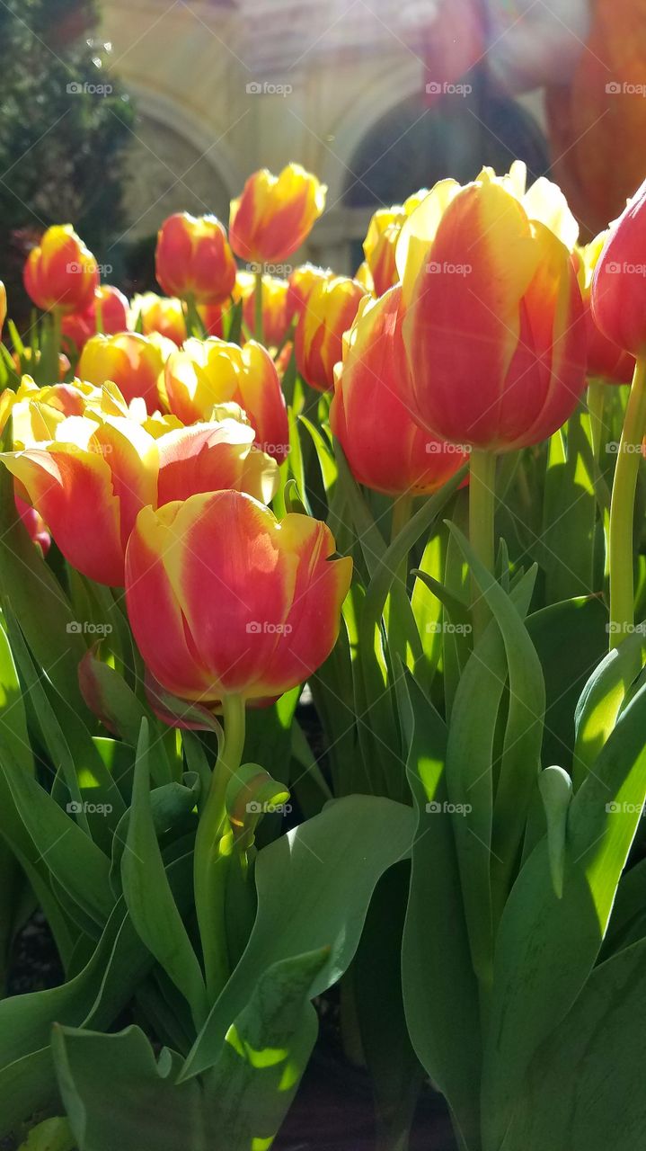 Beautiful tulips