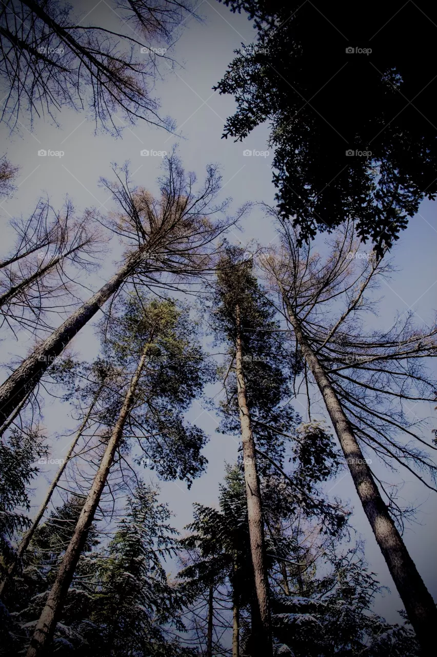 Nature