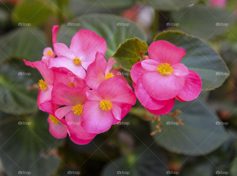 pink blossoms. delicate pink blossoms