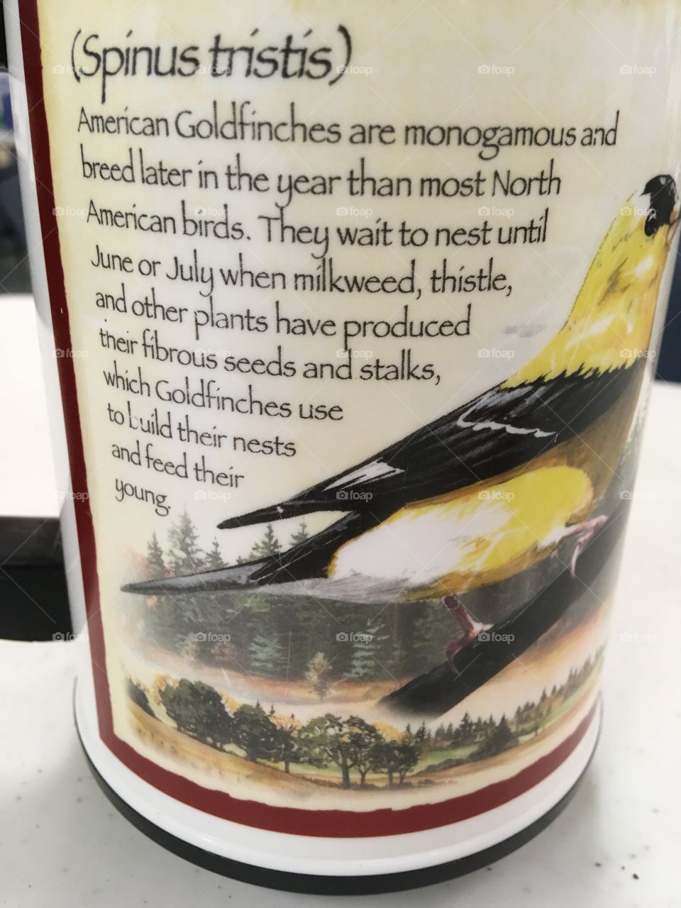 Learn something new every day these pretty little bird are entertaining as the day is long 