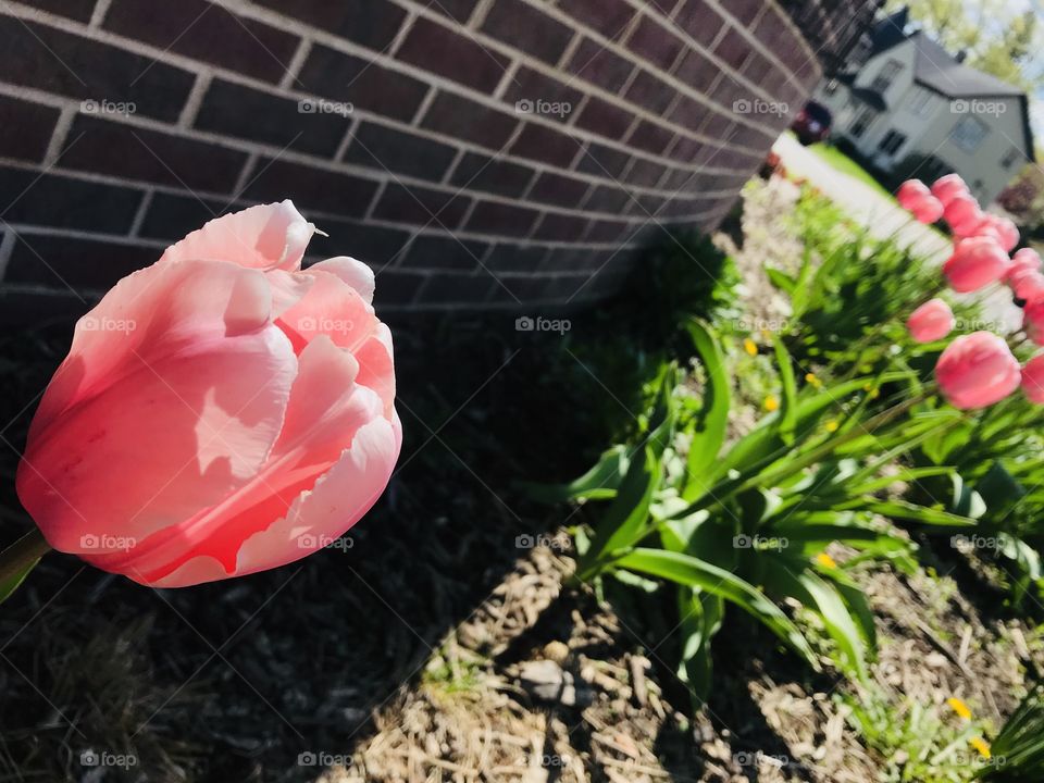 Gorgeous pink flowers seen while looking around taking in all this beautiful spring has to offer! 