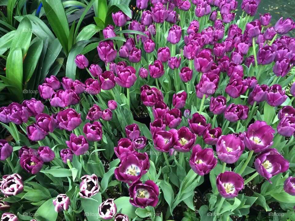 Tulips