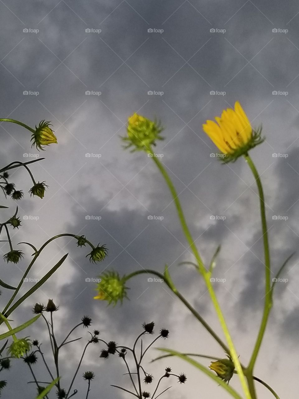 Daisys in the sky