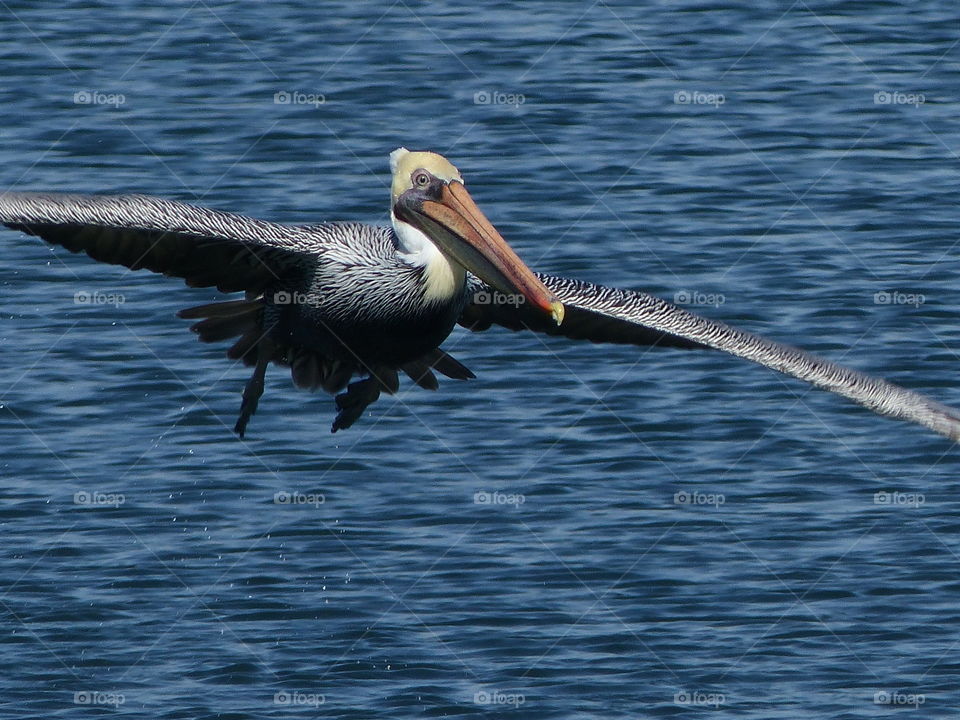 Pelican flying to side 