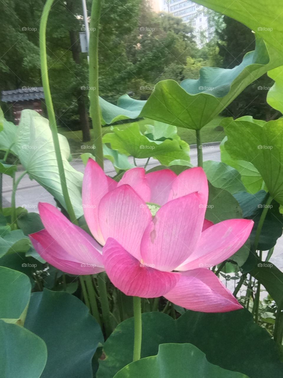 Hidden, pink, open water lily amongst many green lily pads