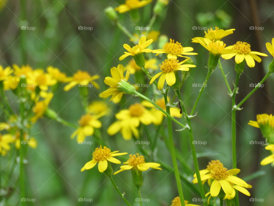 Yellow flowers