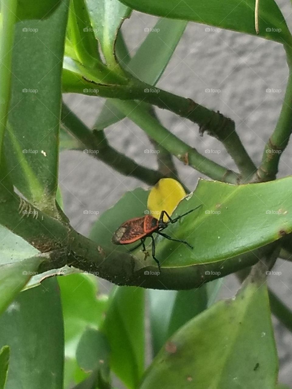 insect and leaves
