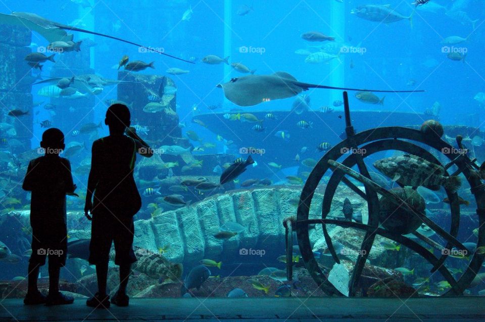 Boys looking at the fishes