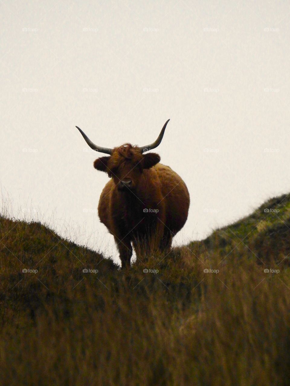 Highland Cattle