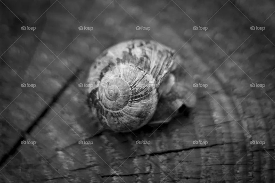 schnecke