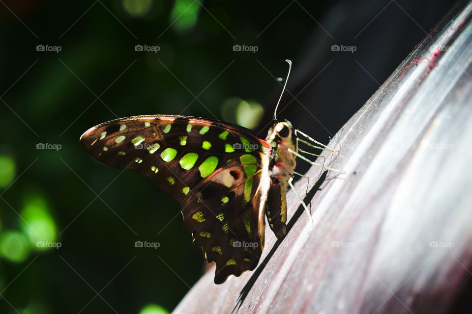 Close Up of Butterfly 