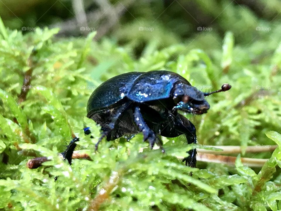 Swedish dung beetle 