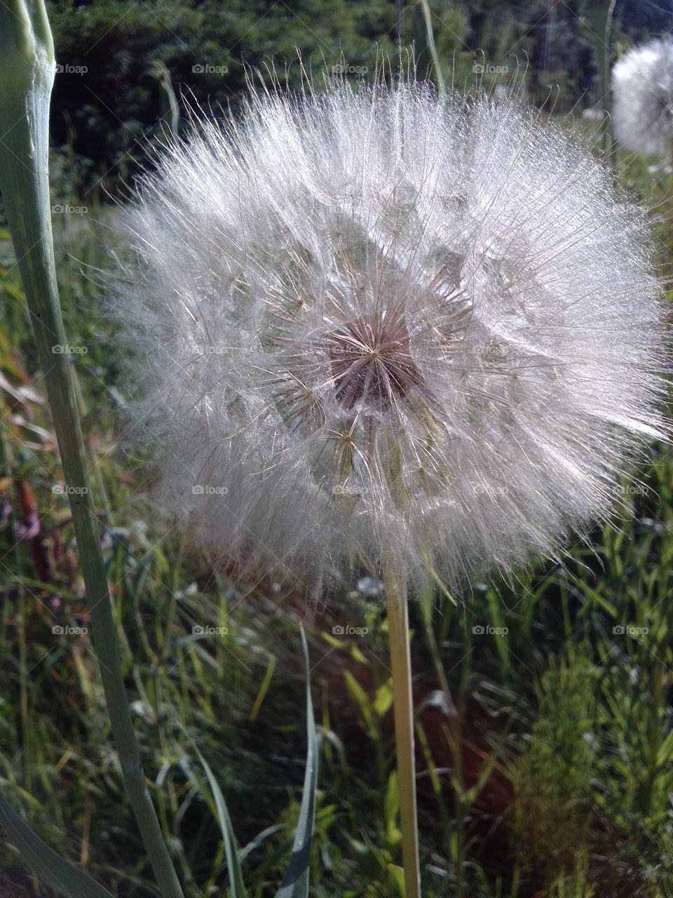 Dandelion. fluffy one