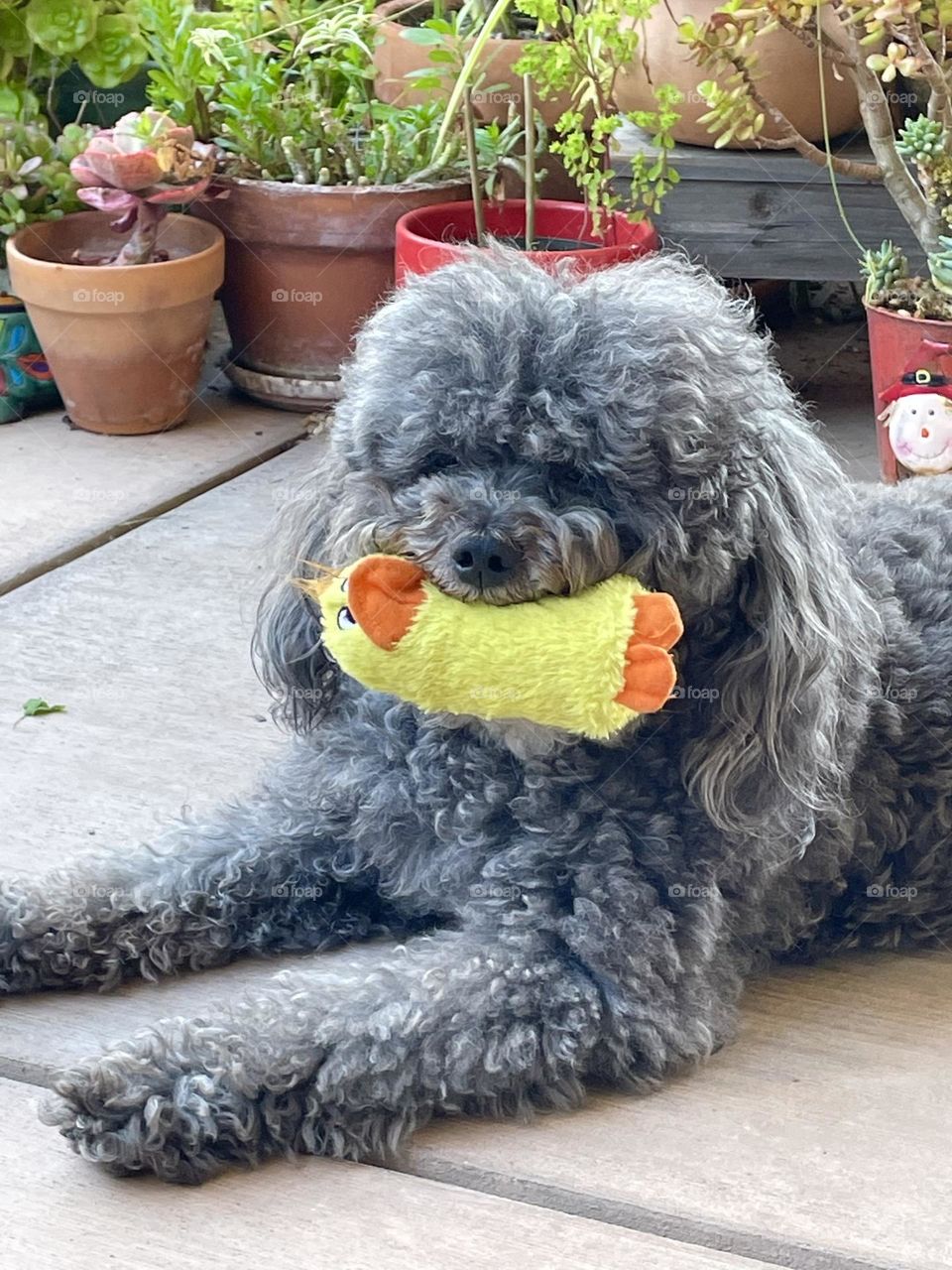 Izzy & Her Duck