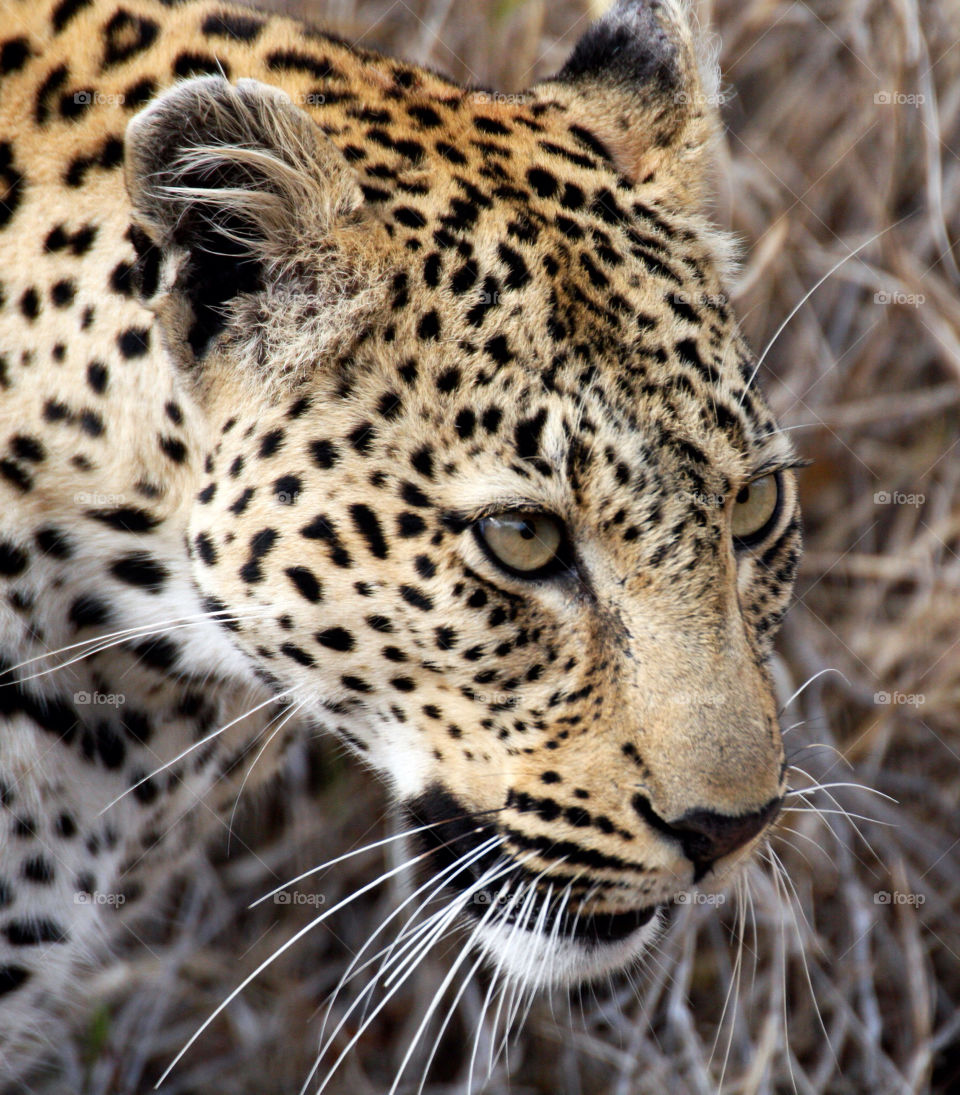 Cat, Wildlife, Leopard, Safari, Predator