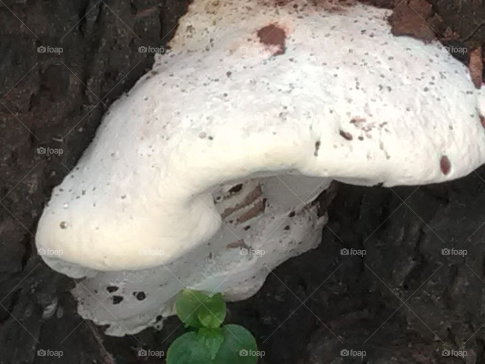 This is a tree masrum.