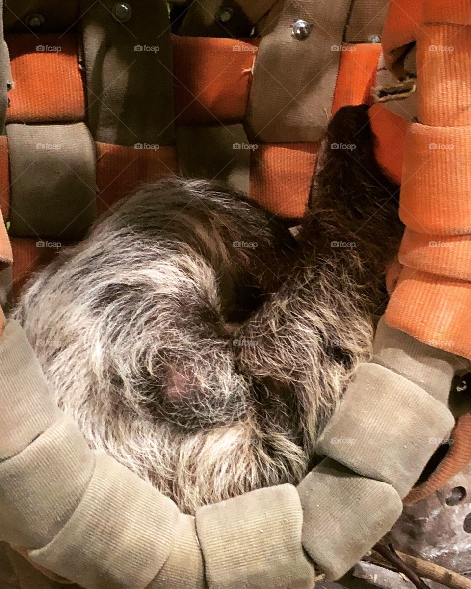 Sleep sloth takes a nap at the Odysea Aquarium in Scottsdale, AZ