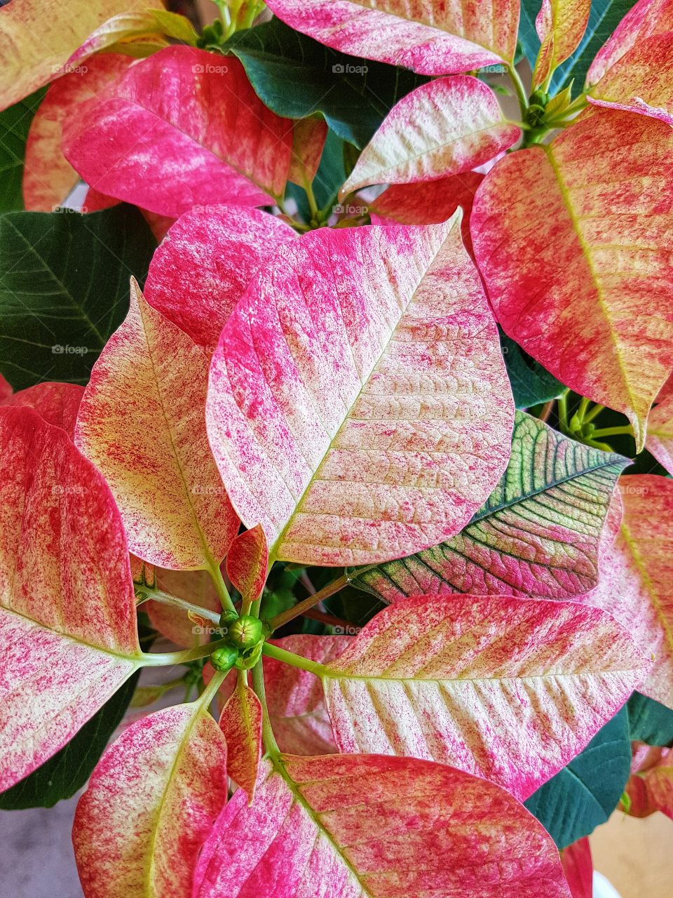 Poinsettia