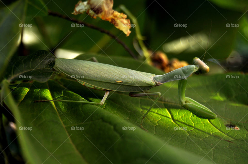 Green insect 