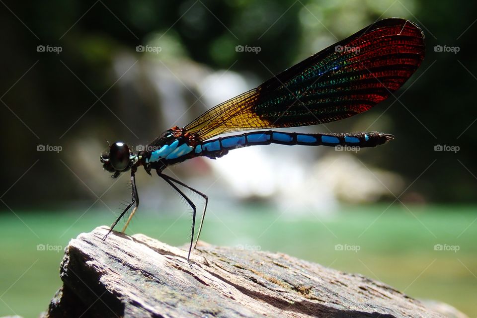 Sometimes they just come and find you, you don't always have to go get them... they may just stay there very close to you and no zoom is needed to catch their memory... this brightens anyone's day!!